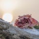 Verblühte Rose im Winter Stillleben