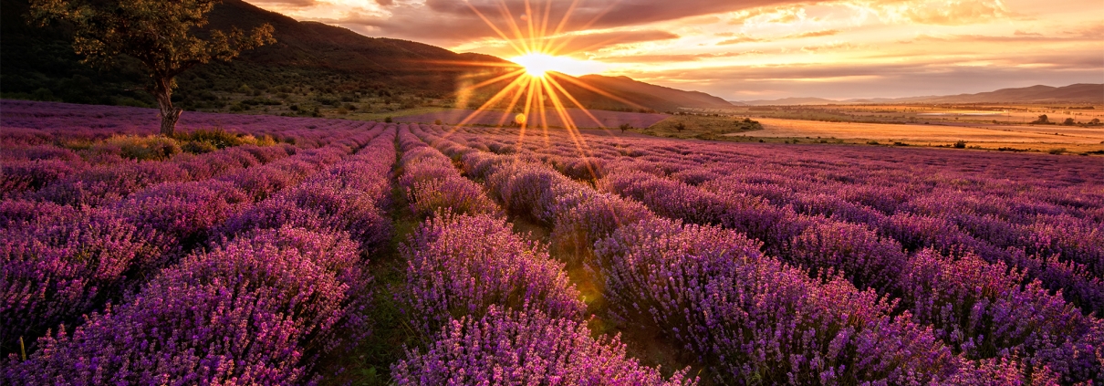 Lavendelfeld im Sonnenuntergang