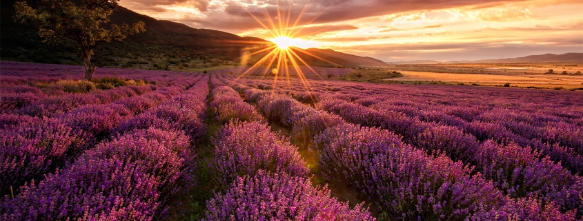 Lavendelfeld im Sonnenuntergang